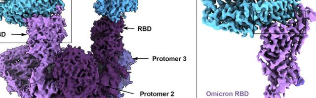 UUS | Teadlased avaldasid maailma esimese molekulaartasandi analüüsi omikronist