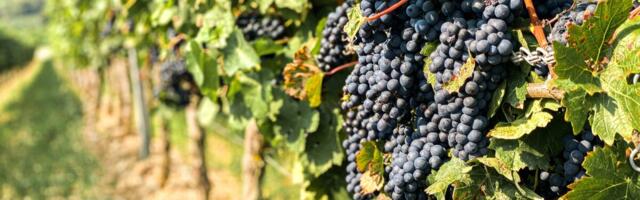 Euroopa veinimajad taastuvad, kuid muutlik ilm pidurdab arengut