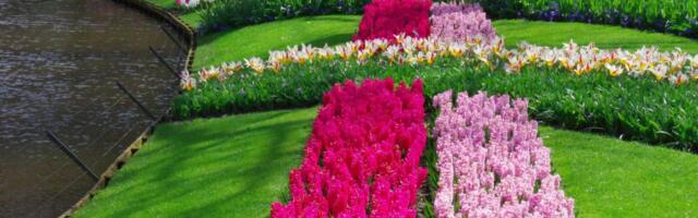 Najlepše i najcvetnije destinacije u svetu: Prve tri na listi nisu naročito daleko, a fenomenalne su s proleća