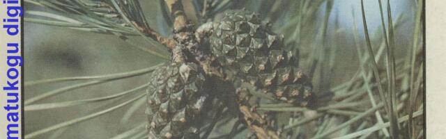 Ajakirja Eesti Mets sünd ja surm taasiseseisvunud Eestis