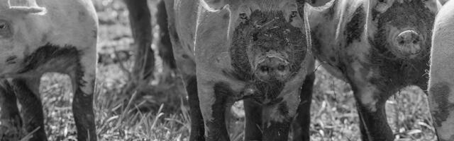 Blogi - Nurme farmi meeleavaldus, 14. august