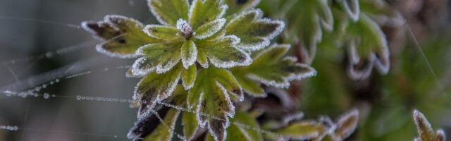 ILMATEADE | Kisub jahedaks! Nädala keskpaik toob kaasa öökülmad