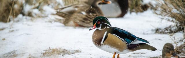 Nädalavahetusel on kesktalvise veelinnuloenduse kesksed vaatluspäevad