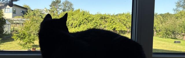 Bianca Mikovitš: kass tegi müügimehe imerobotile 1-0. Pole ime, et inimesed e-poodidesse üle kolivad