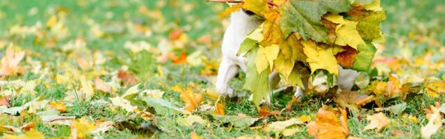 ILMATEADE | Uuel nädalal on ilm soojem ja vihmasem