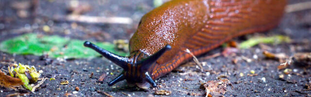 Hea suusailm aitab Hispaania teetigudel talve üle elada