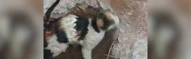 Reporter: Mitu päeva maa all lõksus olnud kass sõi kõhu täis ja pani jooksu