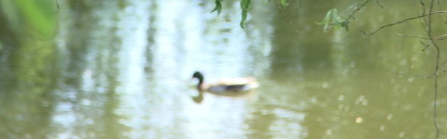 Reporter: Kardetud linnugripp jõudis Tallinna Loomaaeda