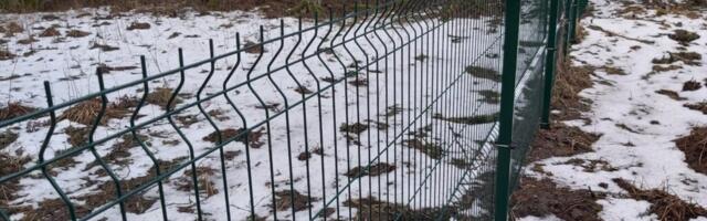 REPLIIK: aia püstitamine Tammelaanes käis kähku, teisaldamist niipea ei tule