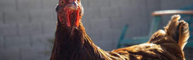 Kuidas väike punane kana seljas elajatele koha kätte näitas