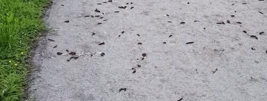 Anu Hermlin NÄDALA FOTO