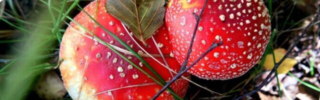 Lastele ohtlikke seeni leidub ka kodumurul