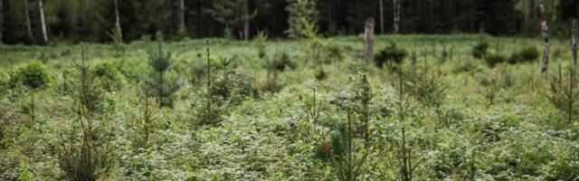 Rootsi kuused kolivad põhja poole