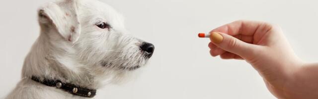 Liis Prii: apteegid võiksid spetsialiseeruda ka veterinaarravimite vallas