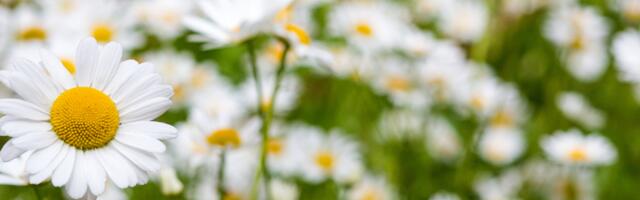 Päevahoroskoop : teisipäev, 24. juuni