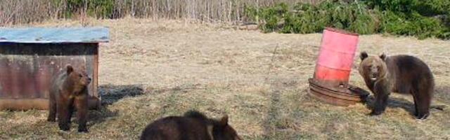 Eesti karul läheb hästi. Jahimees: mul oli ükskord kaheksa karu korraga kaamera ees