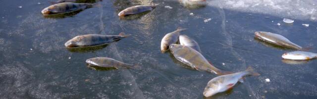 Reporter: Rannapungerja lähedal uppus kaks kalameest