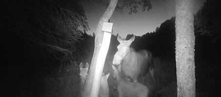 Uskumatu, aga tõsi! Põdralehm kolme vasikaga