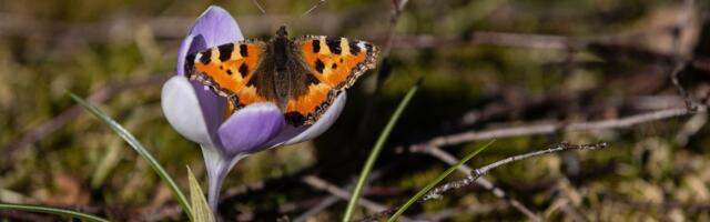 Kas tõesti nii soe? Valgas mõõdeti selle aasta kõrgeim temperatuur