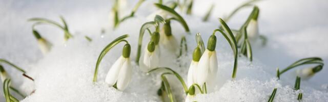 MÄRTSI ILMAPROGNOOS | Kevadel kriips peal? Karge külm naaseb