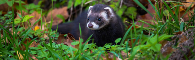 Maod ja rebased koduaedades – kas metsas on kitsas?