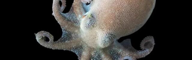 Antarktika kaheksajalad ei külmu ära ka kõige külmemas ookeanis: teadlased lahendasid nende mõistatuse