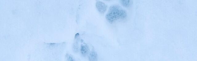 Algava hundijahi käigus tohib esmalt küttida 90 looma