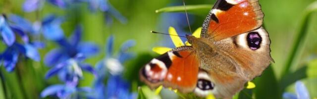 Õpilasuurimus: liigse niitmisega saeb inimene oksa oma istumise all