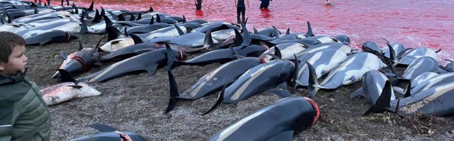 Fääridel tapeti rekordilised 1428 delfiini, kohalike sõnul läheb suurem osa neist prügikasti