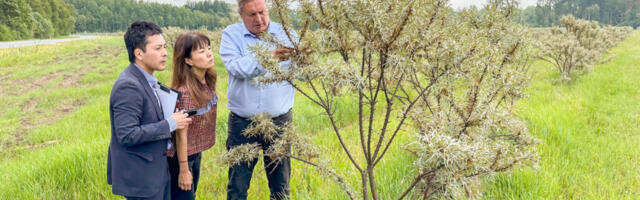 Jaapanlased käisid  Hiiumaa astelpaju kaemas