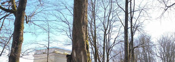 Toomemäel võetakse maha ohtlikud puud ja istutatakse uusi