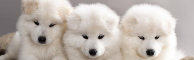 Samojeedi koerte erinäitus Anija mõisapargis