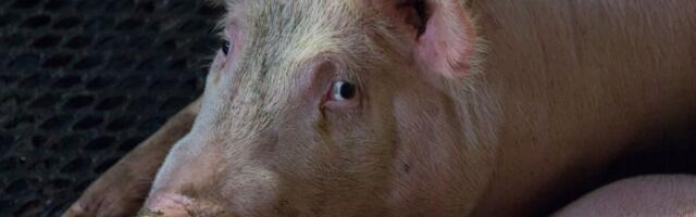 Lihatööstus peatas sigade katku tõttu tootmise