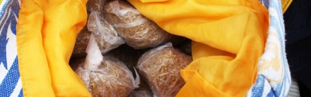 ZAPLENJENO SKORO 100 KILOGRAMA DUVANA U ZAJEČARU! Uhapšena žena - sumnja se da je oštetila budžet za preko MILION DINARA! (FOTO)