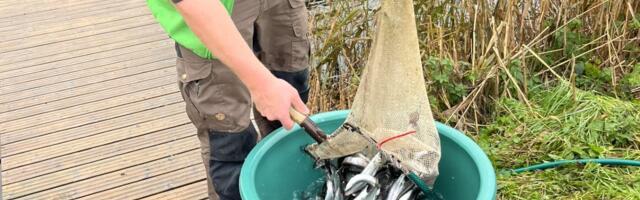 RMK üritab Eesti kalavarusid suurendada, veekogudesse asustati sel sügisel veerand miljonit noorkala