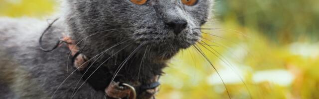 Mare  : "Ma olen naabritega rääkinud sellest, et pangu kassi kaela kellukesega rihm, mis päästaks linnukeste elu, aga nad ei taha sellest midagi kuulda."