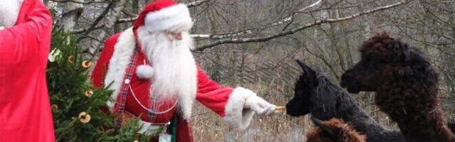 Galerii: jõuluvanad külastasid Tallinna loomaaeda