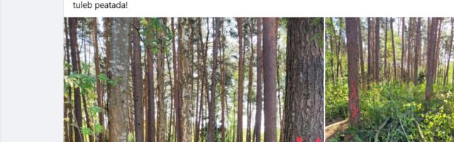 Postitus Viimsilaste Facebookis pani vallaametnikud lindude pesitusrahu kaitsma