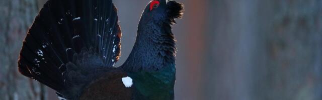 Maaomanikud ja keskkonnaamet peavad läbirääkimisi metsise elupaikade üle