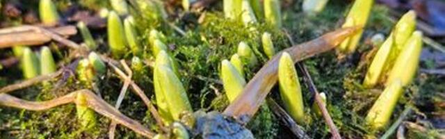 Tere, kevad! Lumikellukesed pistsid suure sula peale ninad maast välja