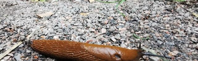 Taimekaitse spetsialist: võõrnälkjate korjamine peaks olema rahvussport