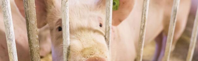 Sea asemel kanaliha sööma? Sigade katkuga maadleva Euroopa eelistusi on raske muuta