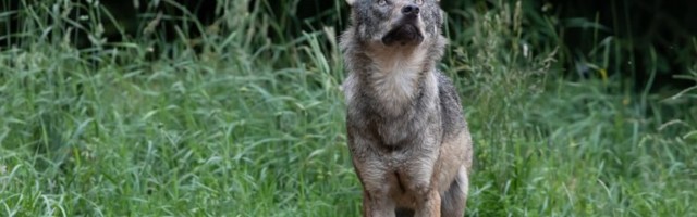 Keskkonnaamet kutsub üles mõistlikkusele huntide küttimisel