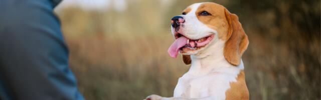 Uuring paljastab: koera omamine võib märgatavalt vähendada südamehaiguste riski ja pikendada eluiga