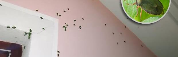 Smrdibube napale domove širom Srbije: Ovo je trik koji ih tera za 5 minuta, svi ih imaju u kući