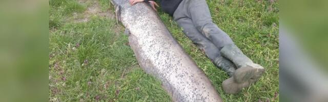 GRDOSIJU OD 57 KG I 2 METRA ULOVIO NA KIŠNU GLISTU! Neverovatan podvig ribara: Borio se 30 minuta sa nemani