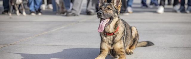 Teenistuskoer Steffi leidis metsast abivajava naise