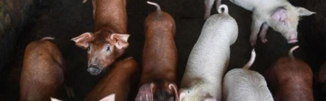 Teadlased: rakud ei sure nii kiiresti, kui varem arvatud