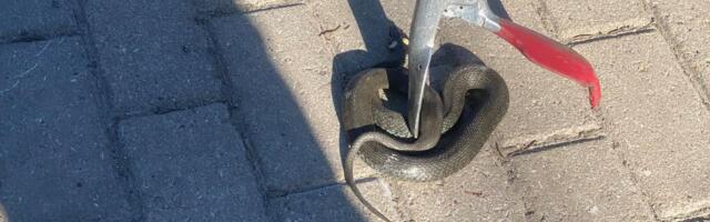 Päästjad abistasid nastikut