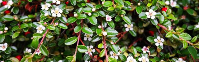 Taimed keldrilaele: milliseid taimi valida, et oleks ilus vaadata, aga säiliks hoiuruumi otstarve?